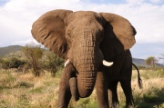 elephant (2)
